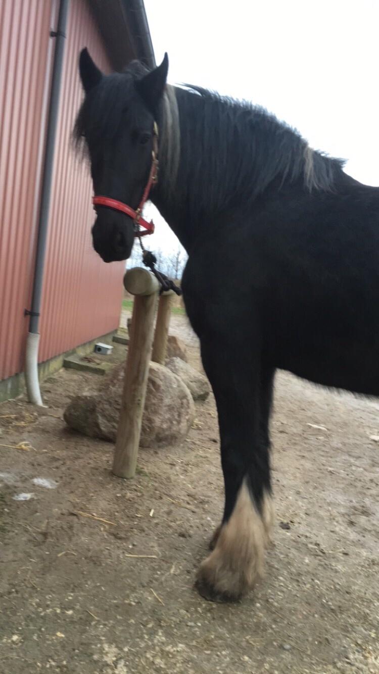 Frieser Afroditte billede 16