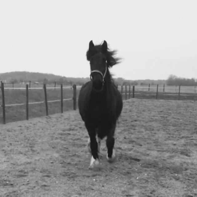 Frieser Afroditte billede 17