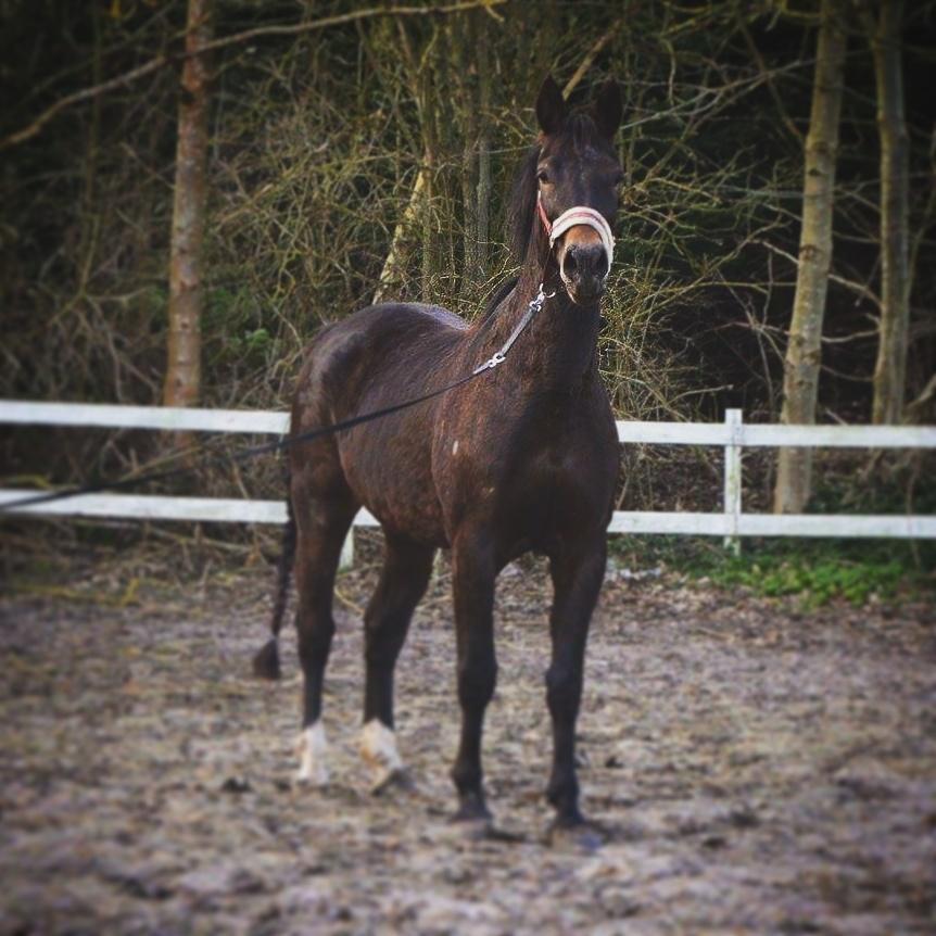 Oldenborg Bøgelinds gunilla billede 10