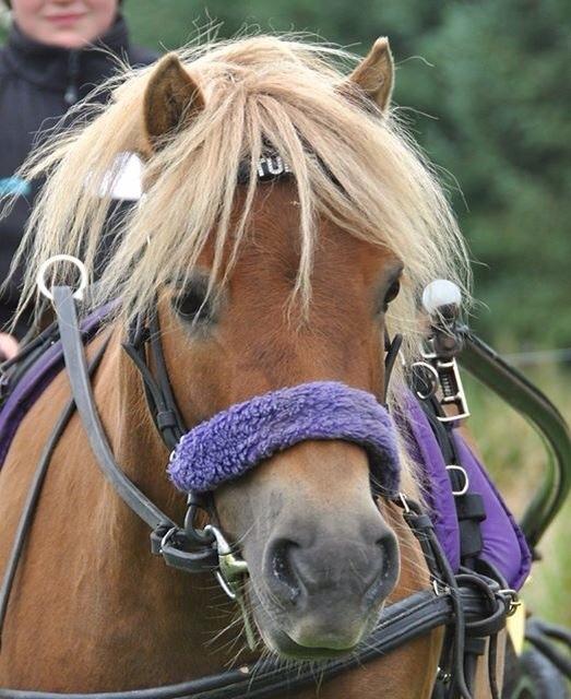 Shetlænder Turbo Tulle billede 11