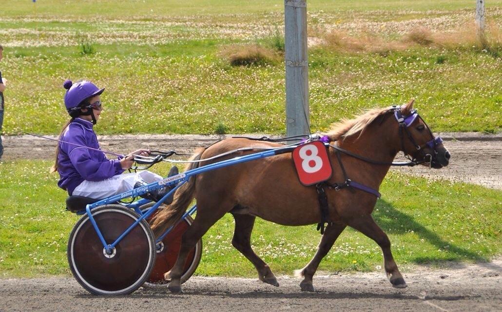 Shetlænder Turbo Tulle - DM i ponytrav 2015 <3 billede 8