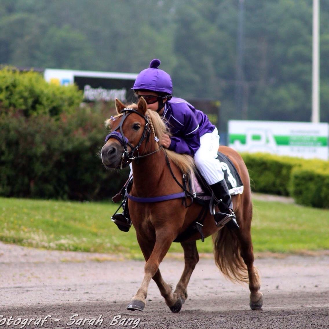 Shetlænder Turbo Tulle - DM i ponymonté u. 110 cm <3 Billede af Væddeløbsfotograf Sarah Bang Poulsen <3 billede 1