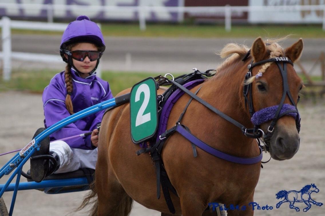 Shetlænder Turbo Tulle billede 12