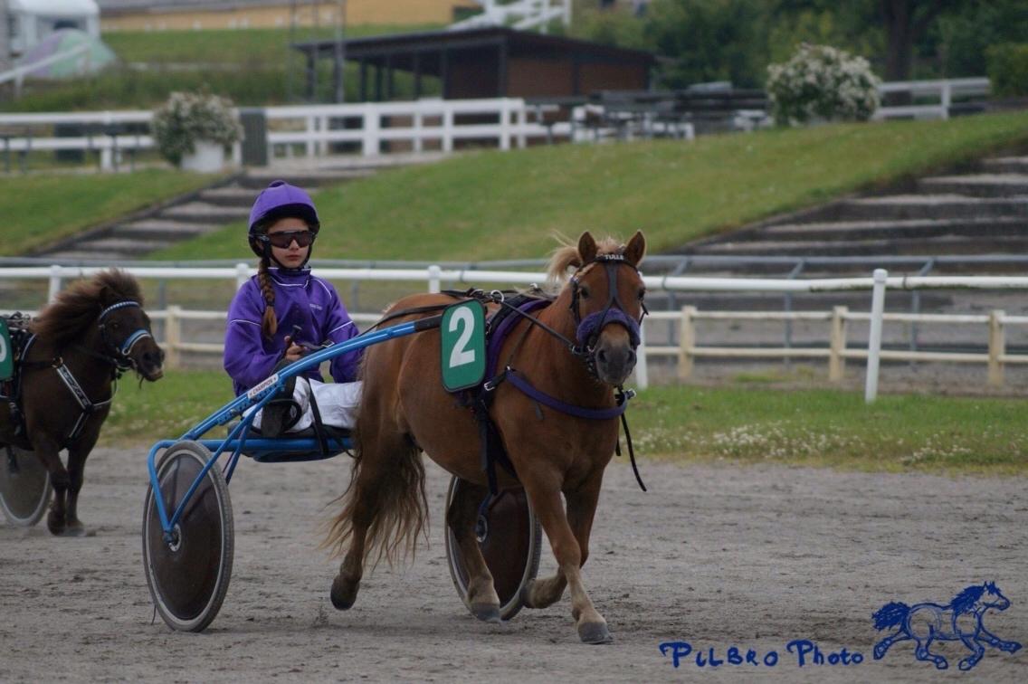 Shetlænder Turbo Tulle - DM i ponymonté 2015 :) Billede af Pilbro Photo billede 16