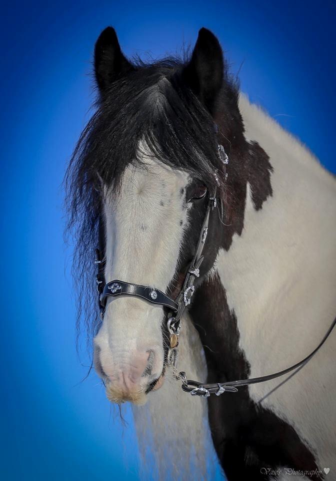 Drumhorse Prince Chato Come on Cool -  Registeret i GCDHA billede 20