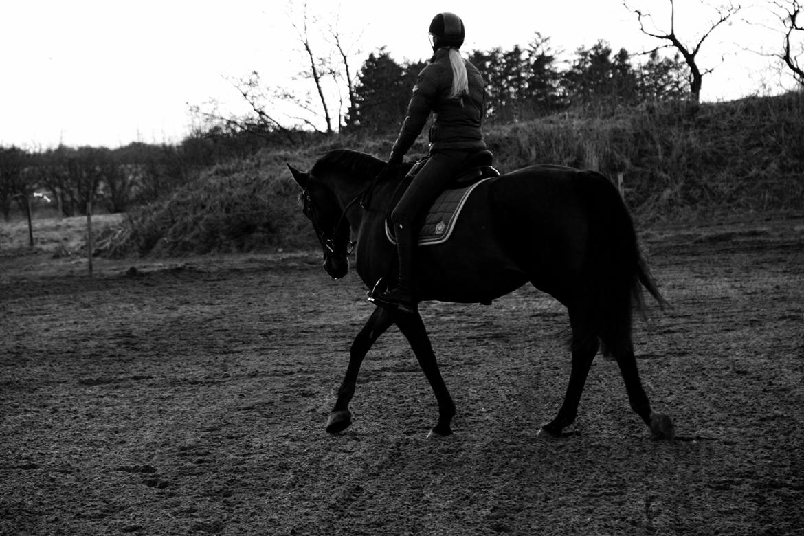 Dansk Varmblod Krogagers Cilla billede 2