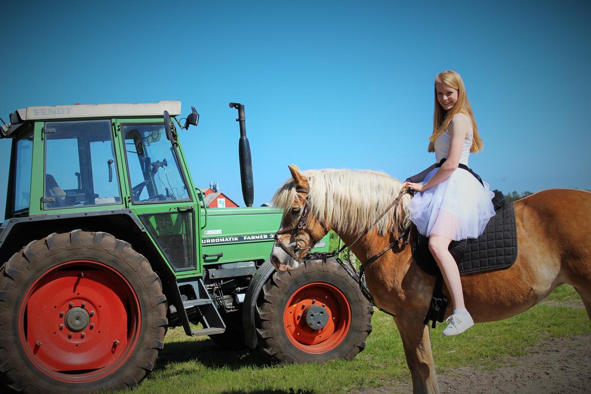 Haflinger Alexandra - Konfirmation 2015, med min Fendt 307  billede 1