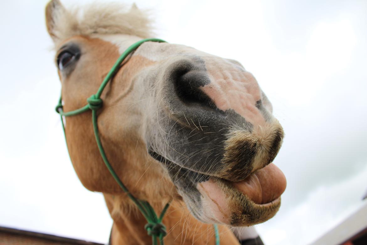 Haflinger Alexandra billede 8