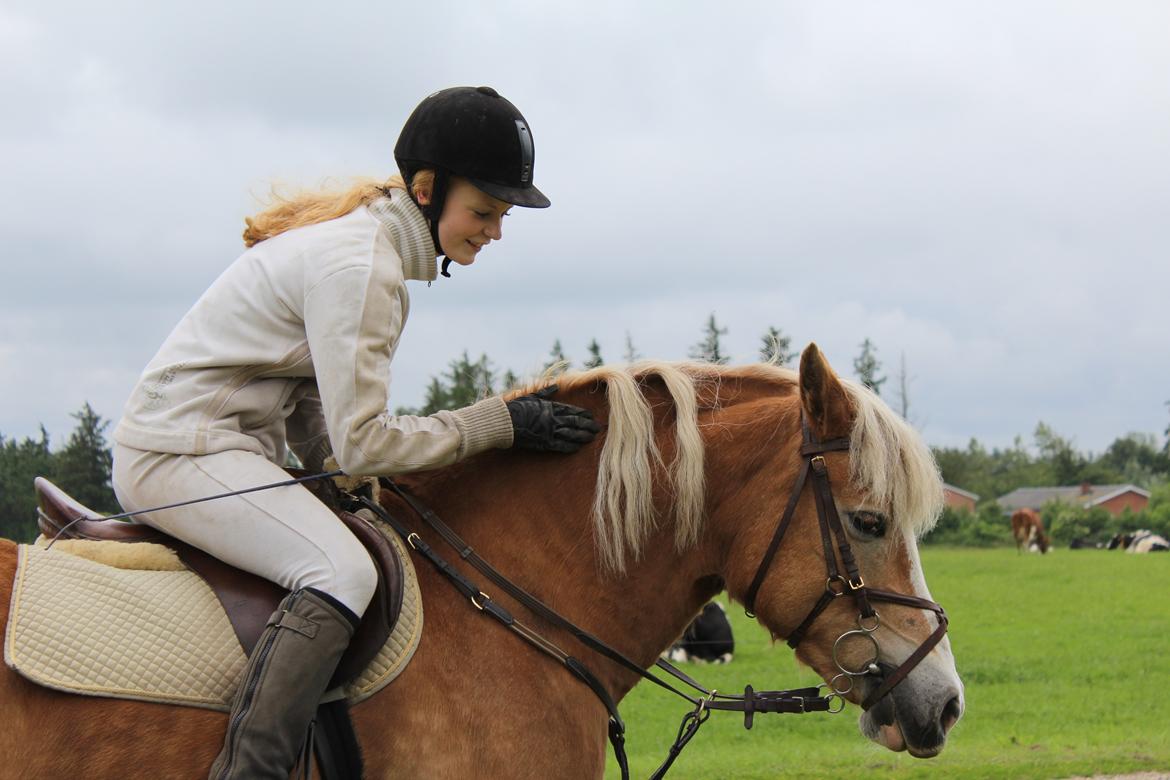 Haflinger Alexandra billede 9