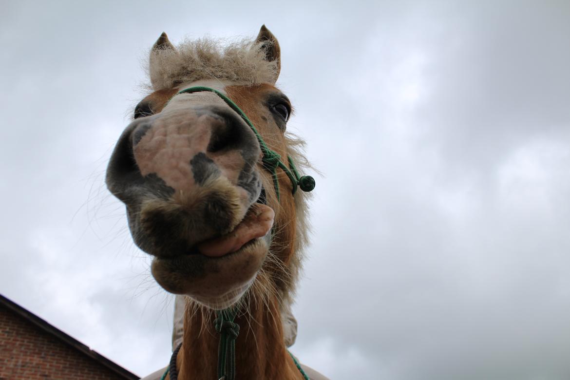 Haflinger Alexandra billede 2