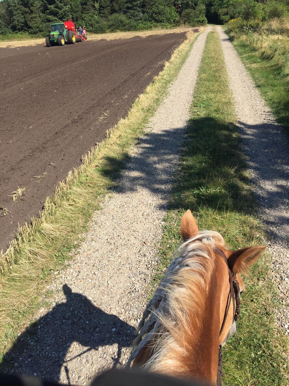 Haflinger Alexandra billede 12
