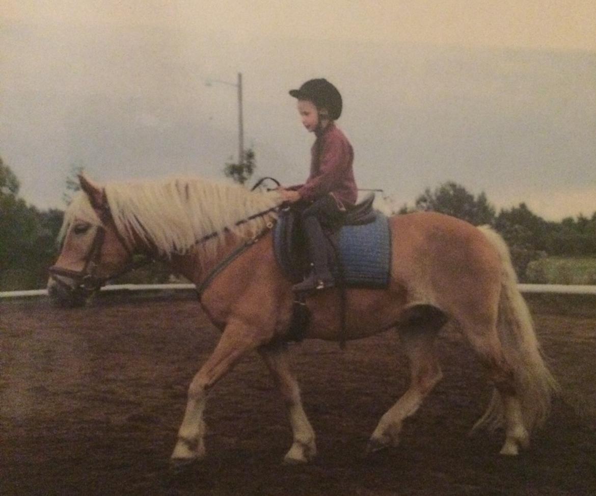 Haflinger Willy billede 1