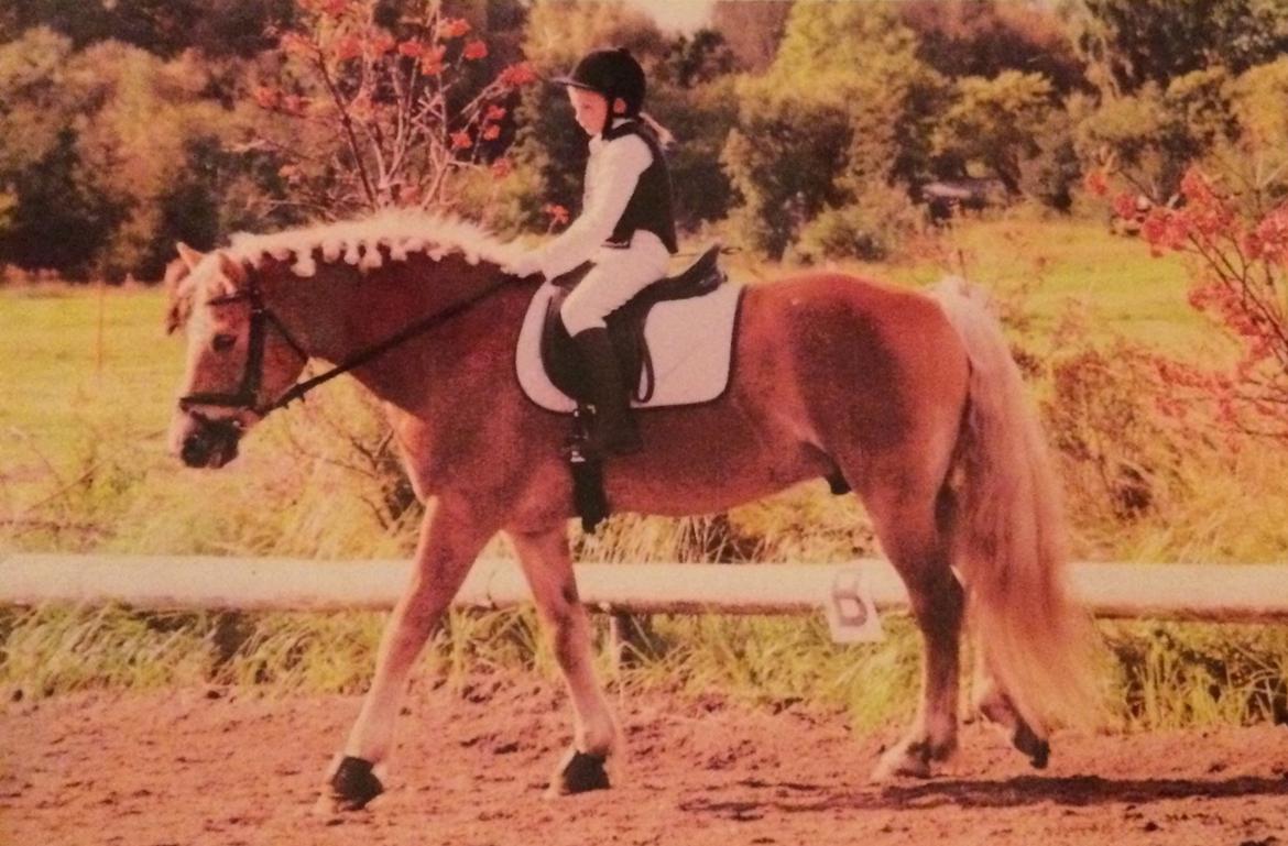 Haflinger Willy billede 8