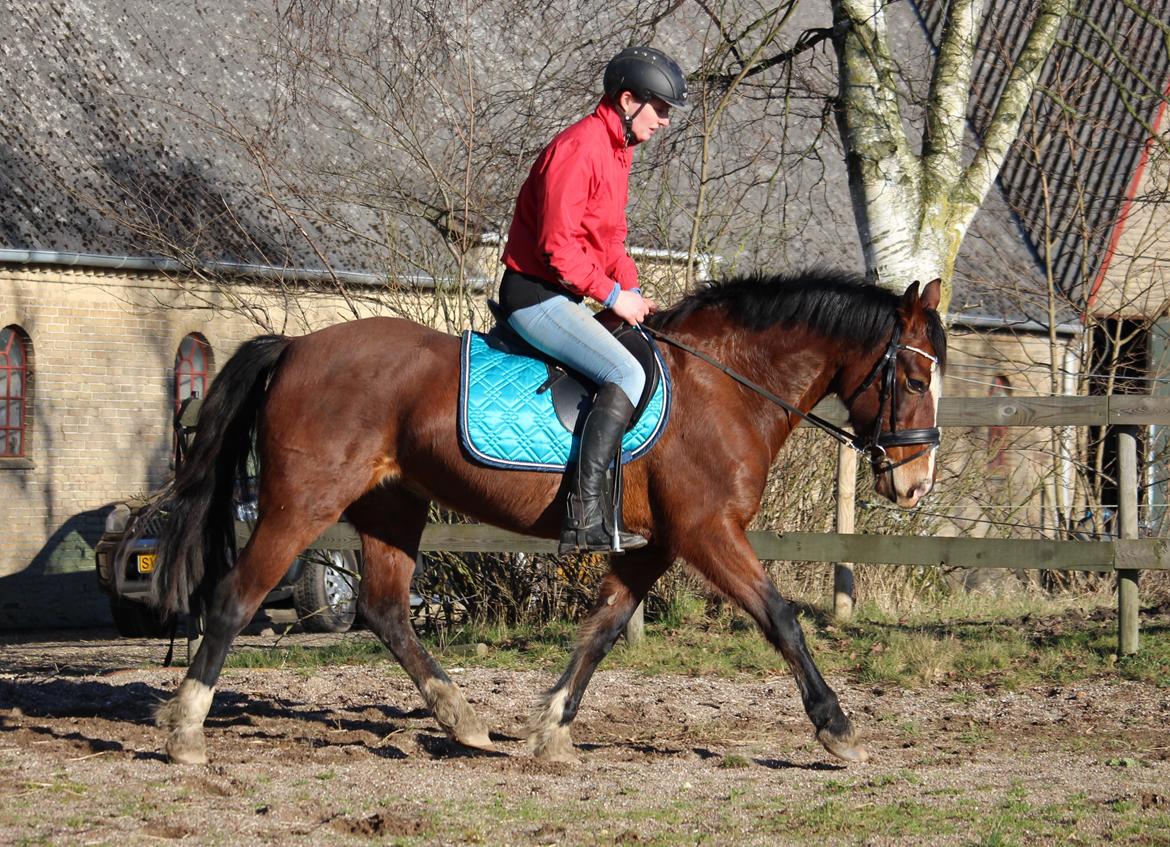 Welsh Cob (sec D) Nebo Tulip - Lidt dressur på tulip ikke noget hun har gjort i et par år. 16/2 2016 billede 31