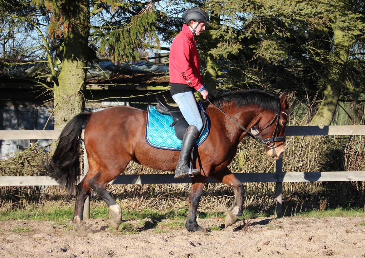 Welsh Cob (sec D) Nebo Tulip - Lidt dressur på tulip ikke noget hun har gjort i et par år. 16/2 2016 billede 32