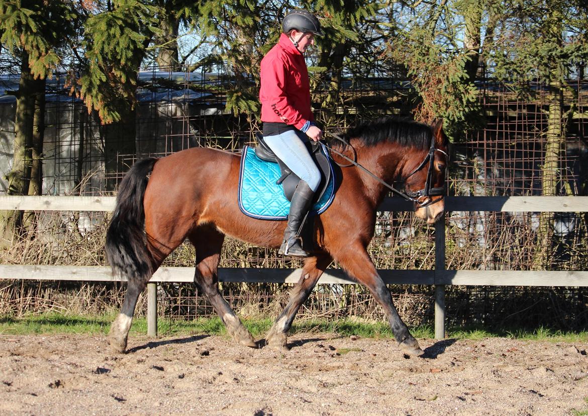 Welsh Cob (sec D) Nebo Tulip - Lidt dressur på tulip ikke noget hun har gjort i et par år. 16/2 2016 billede 33