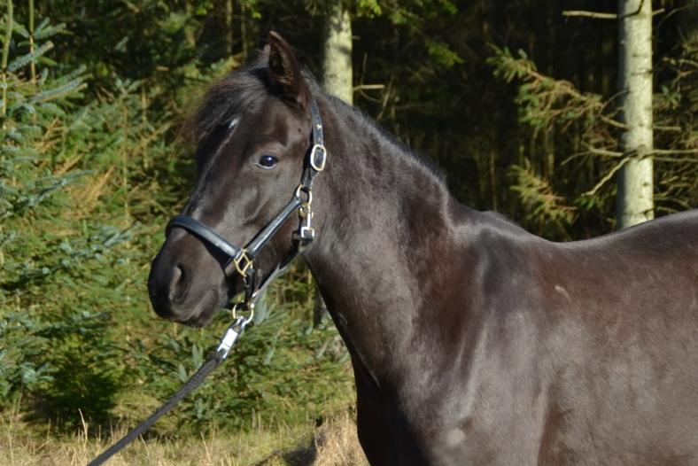 New Forest Azalia - Taget i februar 2016.  billede 15