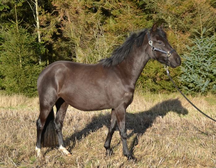 New Forest Azalia - Taget i februar 2016.  billede 16