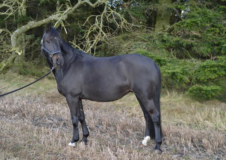 New Forest Hamborgs dahlia - Taget i februar 2016.  billede 18