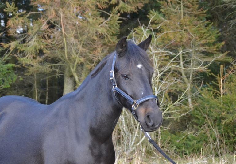 New Forest Hamborgs dahlia - Taget i februar 2016.  billede 19