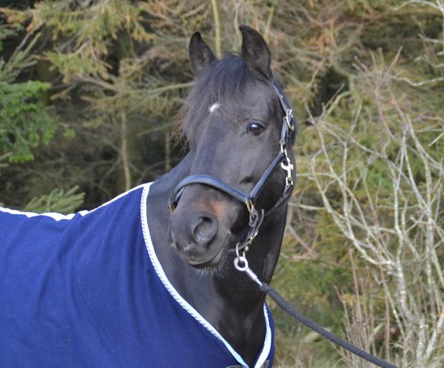 New Forest Hamborgs dahlia - Taget i februar 2016.  billede 20