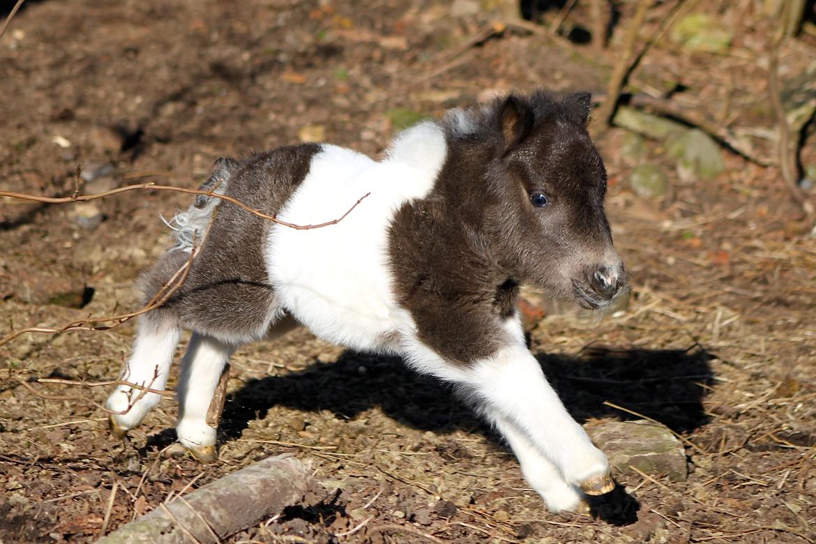 Miniature My Second Chance For Happiness - 6 dage gammel billede 10