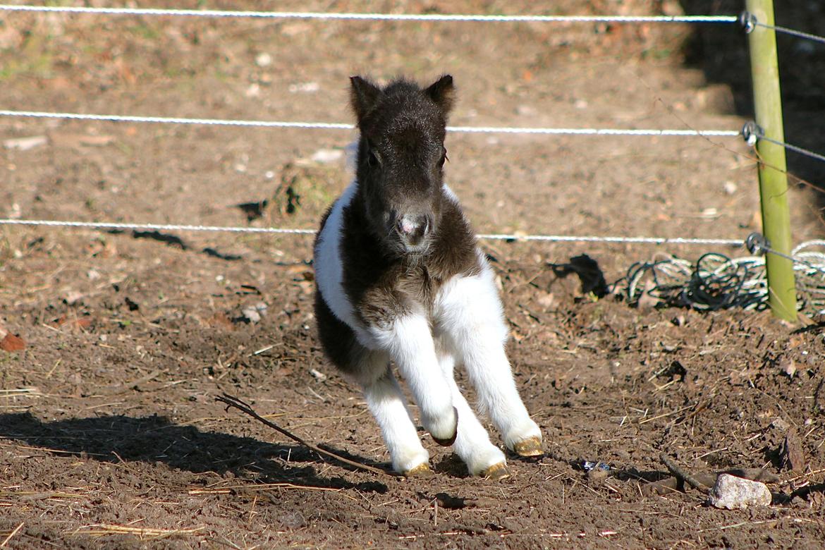 Miniature My Second Chance For Happiness - 6 dage gammel billede 38