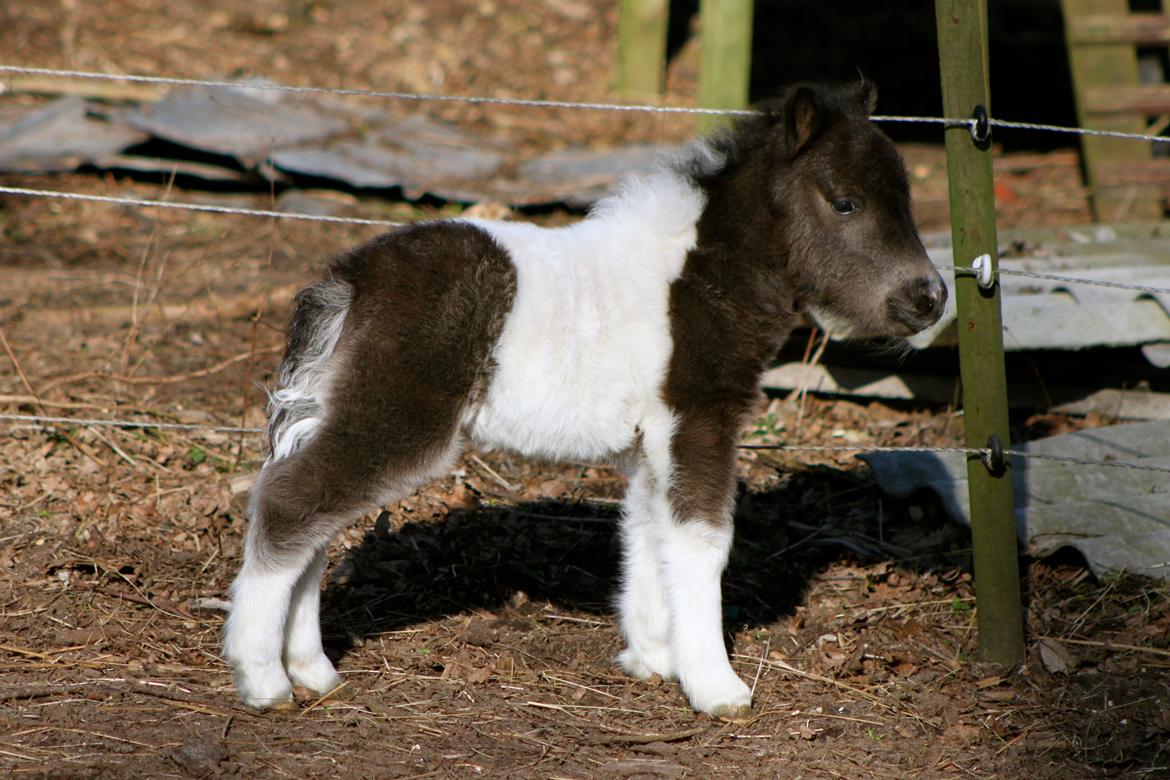 Miniature My Second Chance For Happiness - 6 dage gammel billede 42