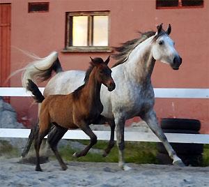 Arabisk fuldblod (OX) Tara Ox Nowita billede 12