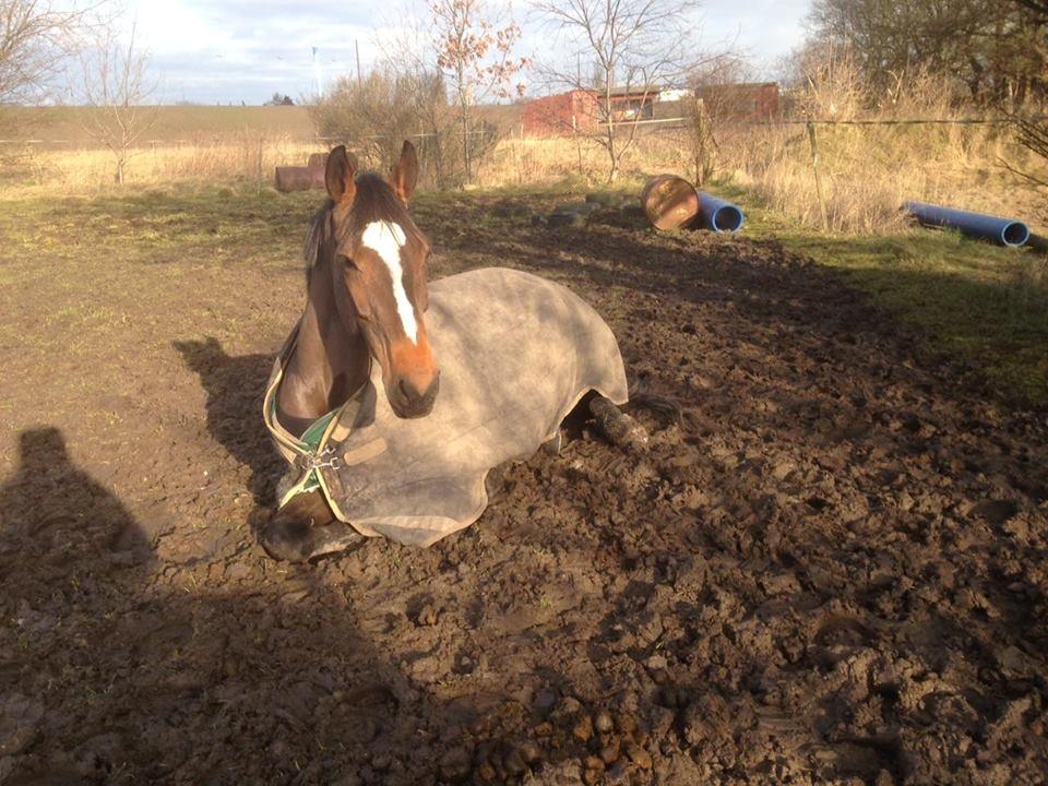 Dansk Varmblod Parvenu - 2016 Parvenu nyder livet som muddergris billede 16
