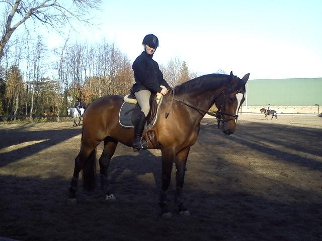 Dansk Varmblod Parvenu - Første gang jeg red på Parvenu tilbage i 2011 billede 8