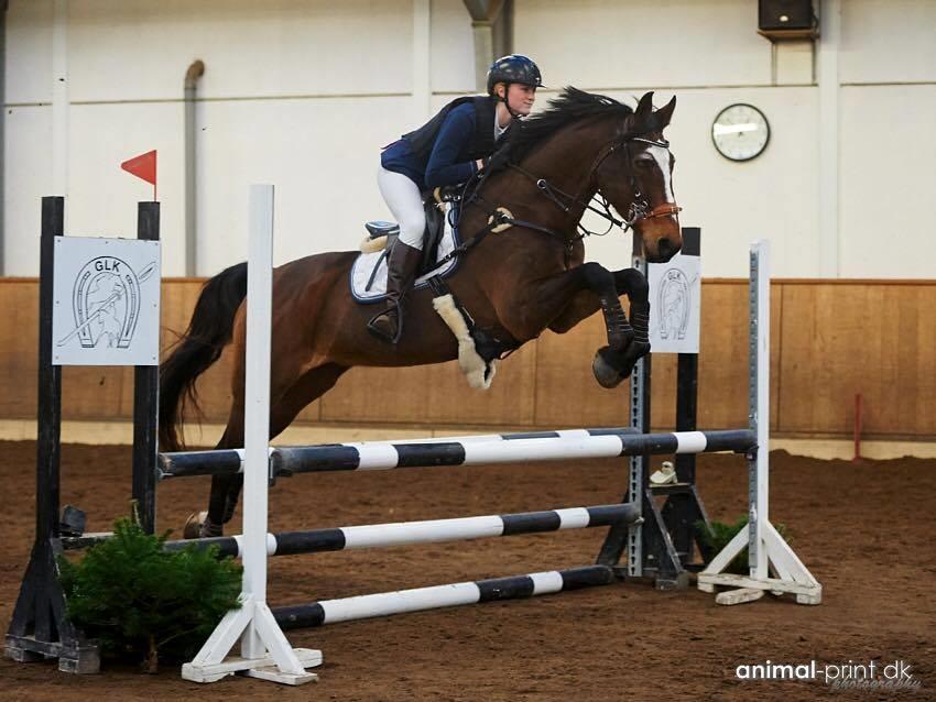 Dansk Varmblod Parvenu - Første stævne sammen, på GLK, 90 cm fejlfri 2016 billede 3