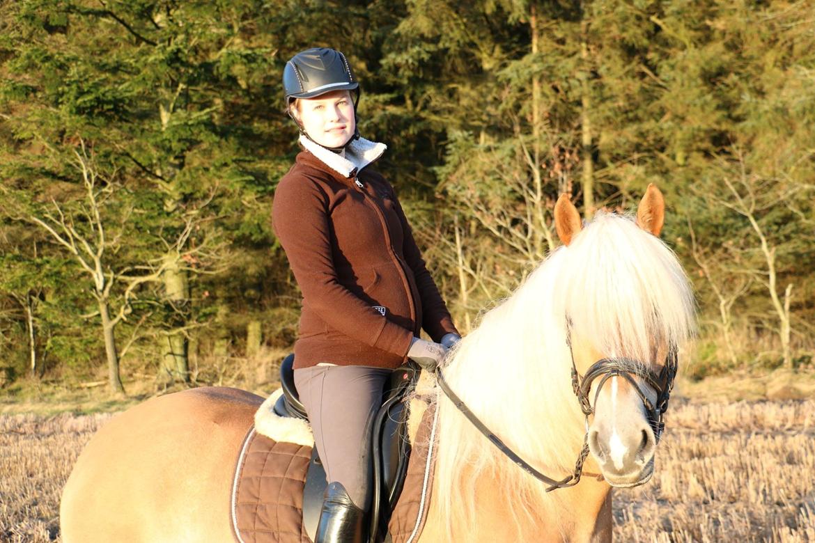 Haflinger Lamara billede 4