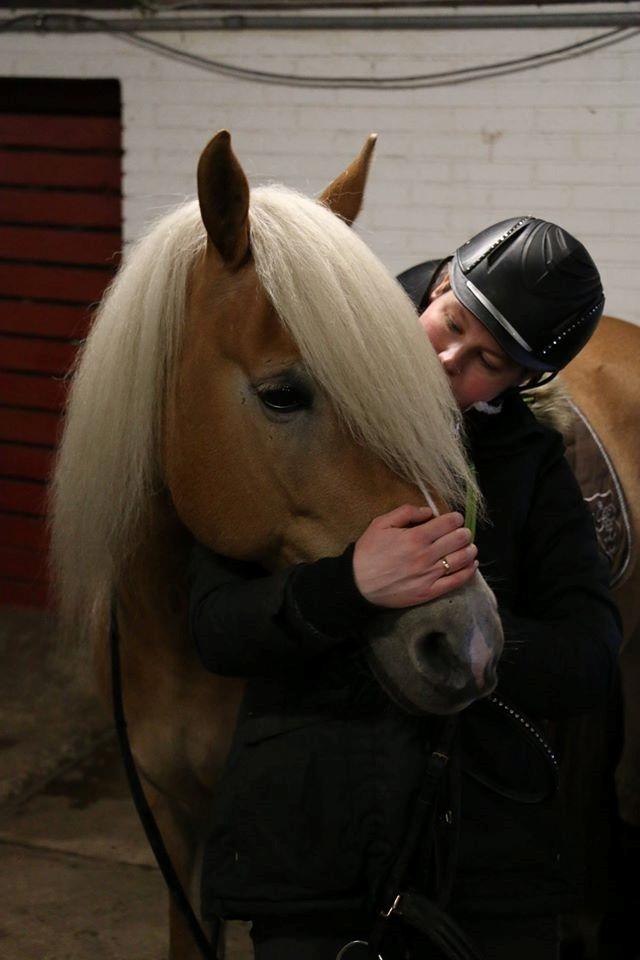 Haflinger Lamara billede 16