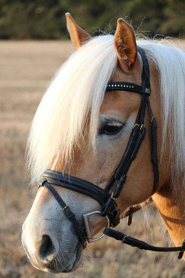 Haflinger Lamara billede 5