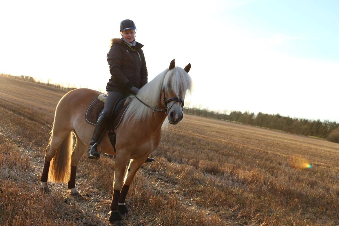 Haflinger Lamara billede 8