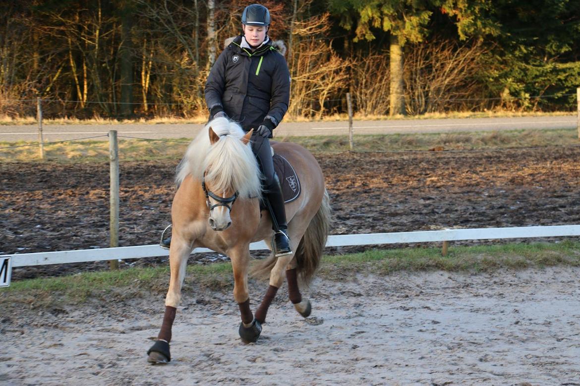 Haflinger Lamara billede 9