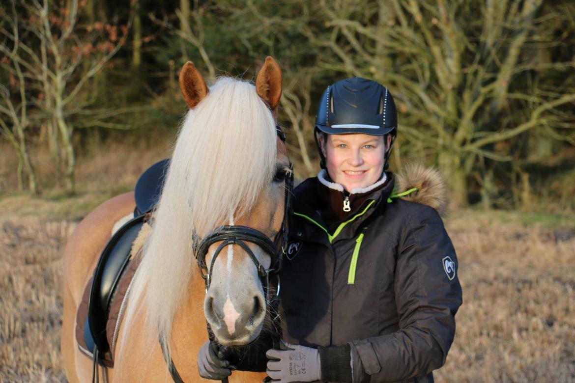 Haflinger Lamara billede 2