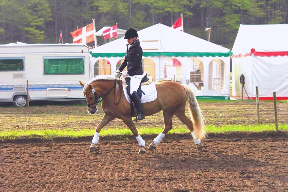 Haflinger Lamara billede 6