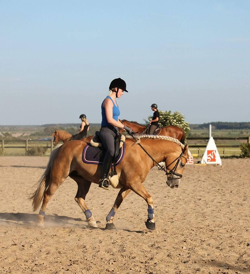 Haflinger Lamara billede 12