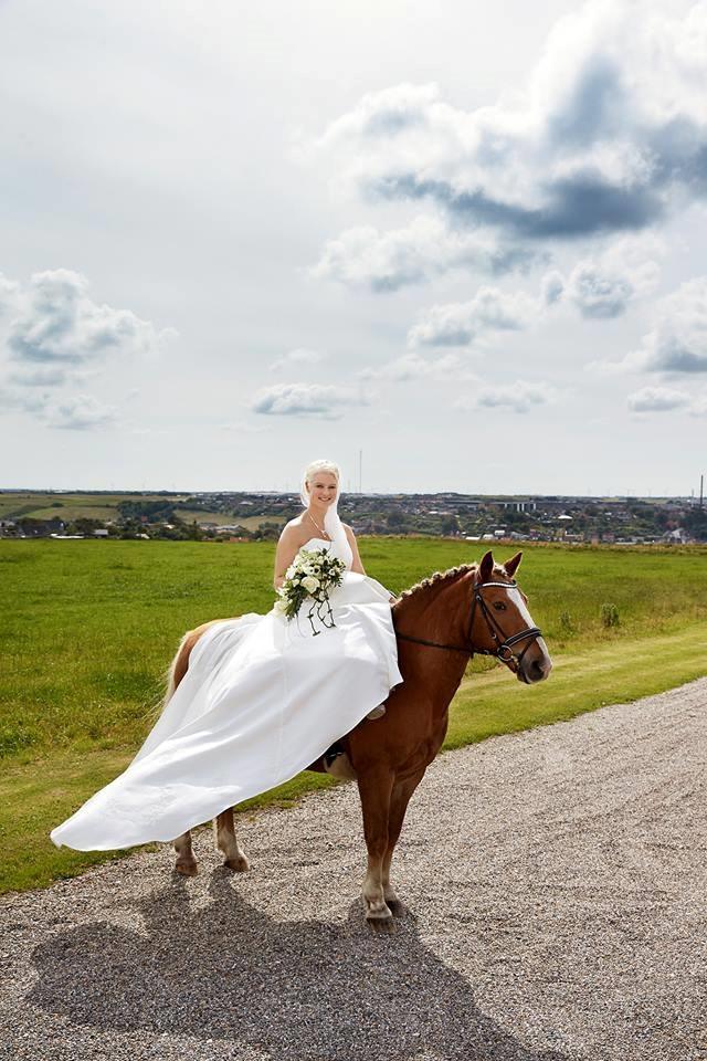 Tyroler Haflinger Alain - Bryllup d. 1. august 2015 billede 1