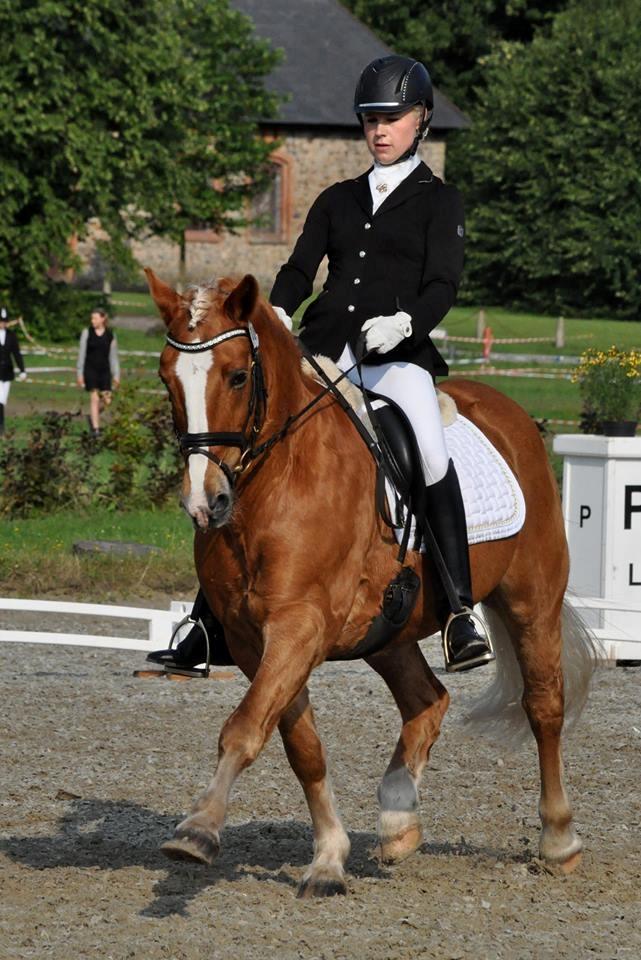 Tyroler Haflinger Alain - Haflinger DM 2015 - Vilhelmsborg billede 3