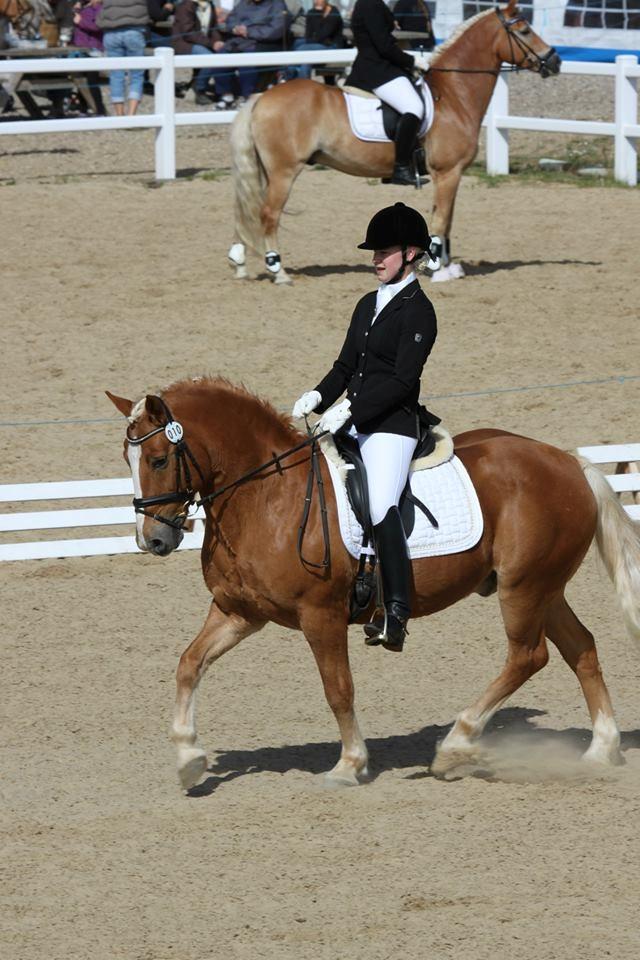 Tyroler Haflinger Alain - Haflinger DM 2013 - Louiselund billede 8