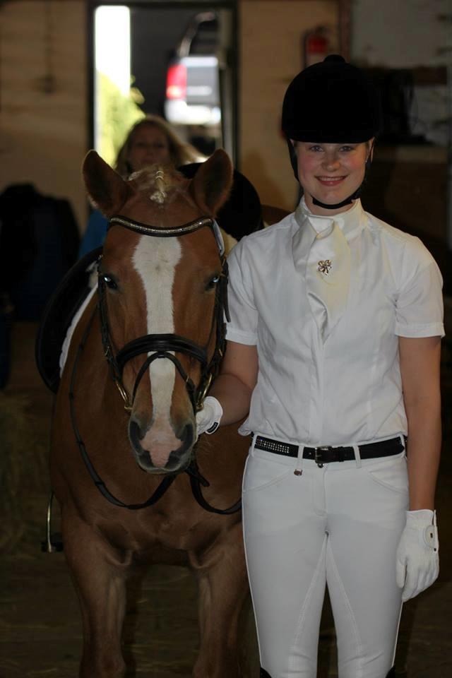 Tyroler Haflinger Alain - Haflinger DM 2013 - Louiselund billede 6