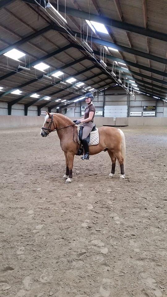 Tyroler Haflinger Alain billede 11