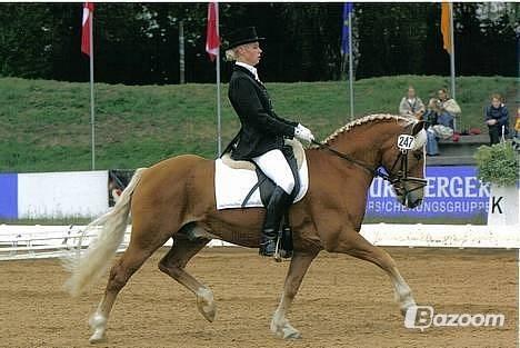 Tyroler Haflinger Alain - Haflinger EM i München 2006 billede 14