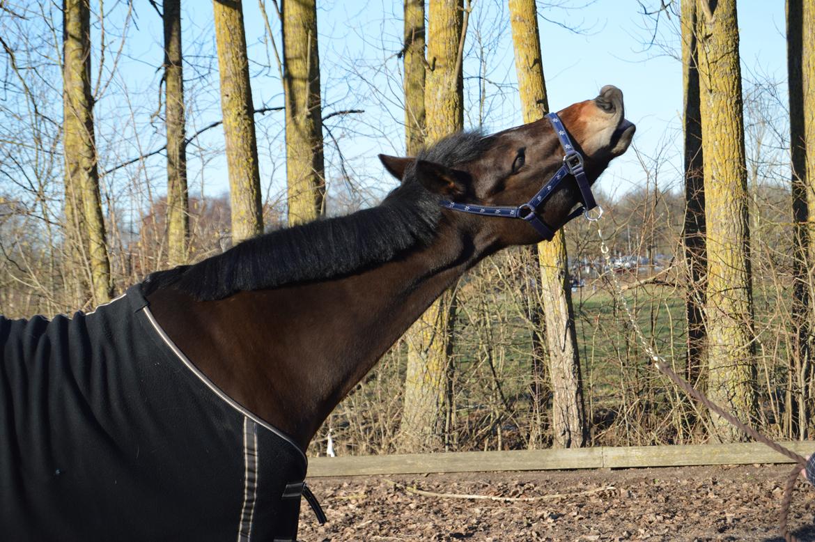 New Forest Birkilds Moreno billede 12