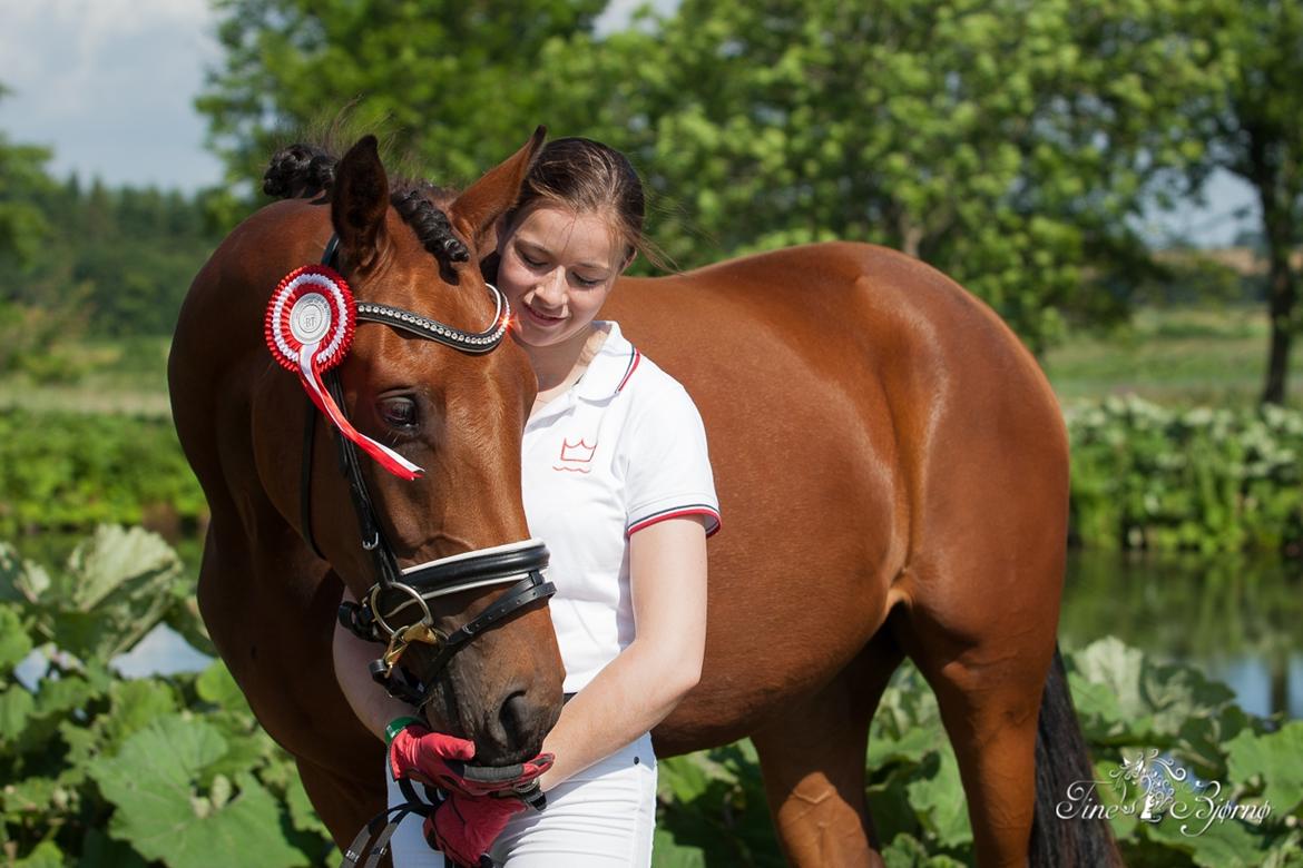 Dansk Varmblod TWINHORS DON'A BALLERINA billede 3