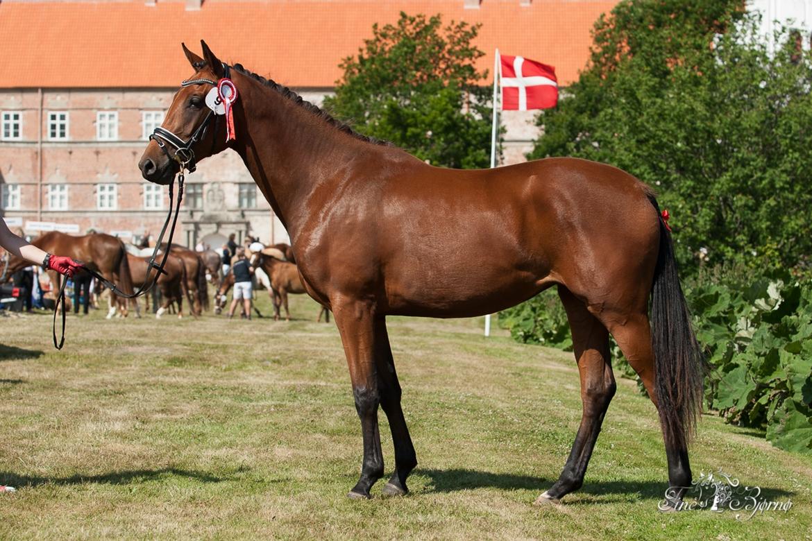 Dansk Varmblod TWINHORS DON'A BALLERINA billede 5