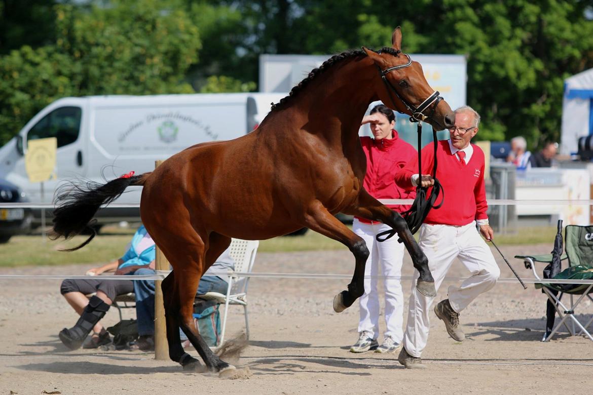 Dansk Varmblod TWINHORS DON'A BALLERINA billede 1